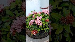 Ixora flower plant tips and tricks flowers garden ixoraplant shorts ytshortsvideo [upl. by Mallory]