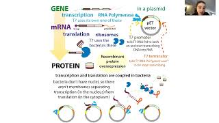 Cellfree protein expression amp the biochemistry of the PURE expression system [upl. by Cerellia]