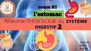 cours S1 Anatomie PHYSIOLOGIE du SYSTÈME DIGESTIF 2  lestomac 📚شرح شامل 🩺ispitscours anatomy [upl. by Sarchet]