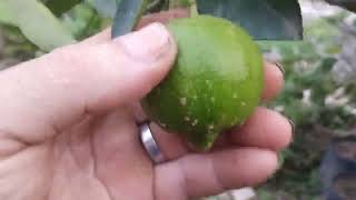 frutífera produzindo em vaso cereja do Rio grande lima de bico fruta verde é doce envio 21989297468 [upl. by Marcelia779]