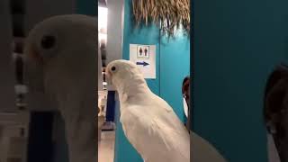 Ellie the Goffin Cockatoo 🦜 [upl. by Rhianna]