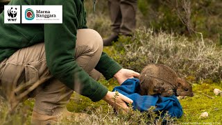 Emotional Homecoming For Bettongs  WWFAustralia [upl. by Germano]