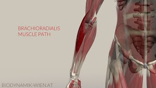 Brachioradialis Musclepath Origin Insertion 3D Animation [upl. by Ariamo]