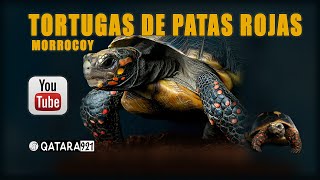 TORTUGAS DE PATAS ROJAS o morrocoy 👉Descúbrelas👈 animales documental [upl. by Akinnej]