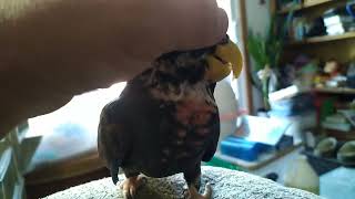 Asti pionus parrot getting pet [upl. by Adiaz640]