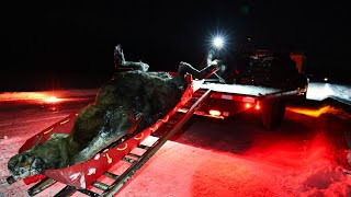 Salvaging a Roadkill Moose in Alaska [upl. by Bacon]