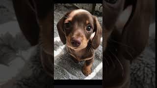 Dog names funny petlove doglover lovablepets name dognames fyp shorts short youtube [upl. by Thaine]