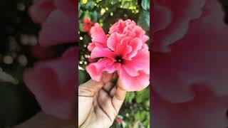 Flowers 🌹🌹🌸🌸 youtube truepage realpage trending love 1million viralvideo [upl. by Hasheem]