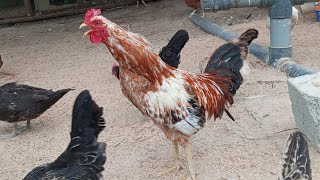 Rooster crowing compilation  rooster crowing sound effect 2024 [upl. by Nnyllatsyrc]