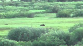 How Fast Can a Grizzly Bear Run [upl. by Rheingold]