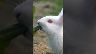 Rabbit Sounds Rabbit Eat Green Grass [upl. by Jurkoic506]