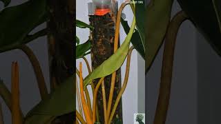 Philodendron Billietiae Time Lapse  7 days in 29 sec [upl. by Cianca]