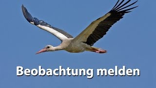 Beobachtung melden [upl. by Atis]