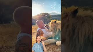 Saying goodbye to a Lion animals lion wildlife [upl. by Aciret]