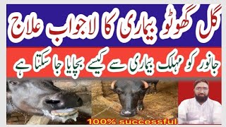 Gal Ghoto Ka lajwab ilajl Hs disease sympotemsl bestgal ghotu disease treatment in cows and bafflo [upl. by Reppart293]