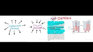 Hydrostatic pressure  Osmotic pressure  Osmosis  Saunders  Nursing competitive exam [upl. by Eleda]