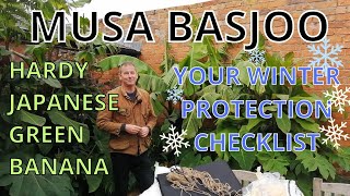 MUSA BASJOO  Hardy Japanese Green Banana  WINTER PROTECTION  UK Tropical Garden [upl. by Lissi]