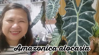 Amazonica Alocasia Plant Pagaalaga [upl. by Amahcen]