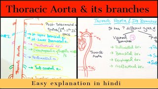 Thoracic Aorta  Branches Anatomy  Easily explained  Hindi [upl. by Dunston]