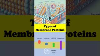 🧬 Types of Proteins in the Cell Membrane Explained  Quick Science Facts 🌟 cellmembrane [upl. by Pollux]