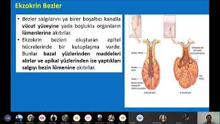 HİSTOLOJİ  Epitel dokusu 2  Salgı epiteli ve Salgılama [upl. by Giovanni]