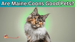 Are Maine Coon cats good pets Maine Coon Cat 101 [upl. by Keese]