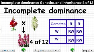 Incomplete dominance Genetics and Inheritance Grade 12 Life Sciences 4 of 12 [upl. by Lauretta47]