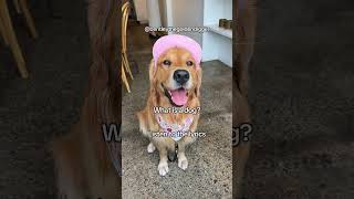 We’re back bentleythegoldenretriever goldenretrieversclub bentlethegoldendigger [upl. by Persis]