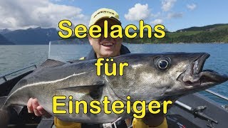 Seelachs Köhler für Einsteiger [upl. by Leotie787]