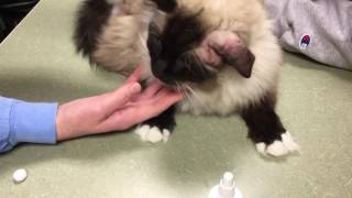 How to Flush Out a Cats Ear  Ragdoll Cat Caymus Modeling  Floppycats [upl. by Nyleahcim]