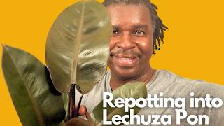 Repotting a Philodendron in Lechuza Pon [upl. by Nalloh]