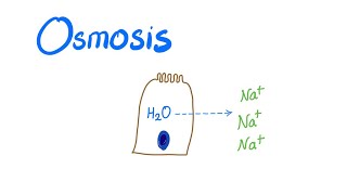 Osmosis Osmotic pressure and Osmolality [upl. by Kurys423]