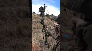 One stalk two javelina EPIC bow hunt 🏹 [upl. by Yrellih]