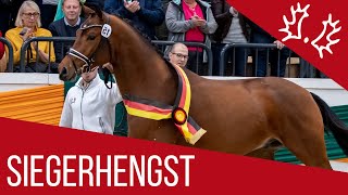 Trakehner Siegerhengst  Kattenau Honoré du Soir x Perechlest  2018 [upl. by Auqkinahs]