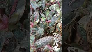 Hamigrgphis aiternataStrobilanthes alternata nature relaxingsound shortvideo ❤️😌😌 [upl. by Alberik334]