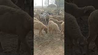 Sheep Eating Grass  Mountain Sheep Goats  Animal Vedeo [upl. by Llerud]