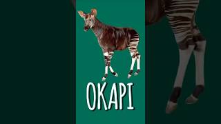 OKAPI RDCongo [upl. by Andromache]