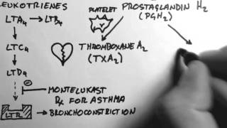 Arachidonic Acid amp Eicosanoids [upl. by Wilcox]