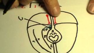 REPASO DE NEUROANATOMIA 2011 13 [upl. by Anitroc]