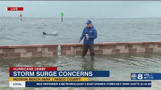 Dolphin makes surprise appearance during Tropical Storm Debby live report [upl. by Assir286]