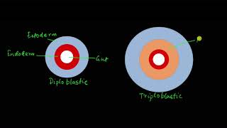 Classification of animals  Animal kingdom  Biology  Khan Academy [upl. by Gerardo]