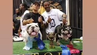 Midwest bully fest Hotshot Bulldogs Squad Boss Winning Best English Bulldog [upl. by Ybreh100]