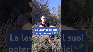 La lavanda e i suoi poteri cosmetici🧙 curaviva curiosità curiositàbotaniche lavanda [upl. by Maisel606]