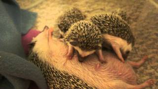 Nursing baby hedgehogs [upl. by Aridni]