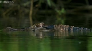 Giant Otters vs Caiman  Natural World 20122013 Giant Otters of the Amazon Preview  BBC [upl. by Eiruam]