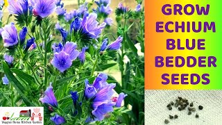 How to Grow Echium Blue Bedder Seeds with tips at Asim Rooftop Garden  Viper’s Bugloss Flowers [upl. by Ofelia]