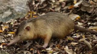 The Solenodon [upl. by Kartis]