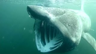 Basking sharks swimming in Scotland all year round [upl. by Trepur694]