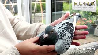 Beauty Kittel  Elite Pigeon Auctions [upl. by Ragen]