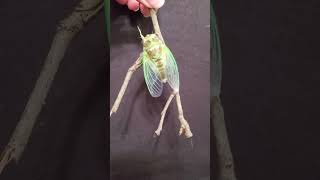 Backyard bug hunt  newly emerged cicada [upl. by Nutter]